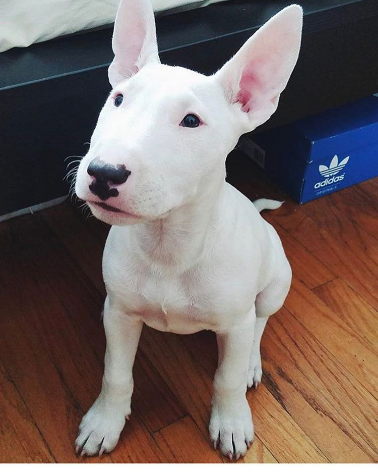 bull terrier blanco