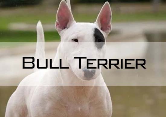 Bull Terrier