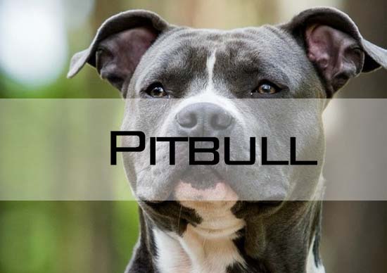 Pitbull